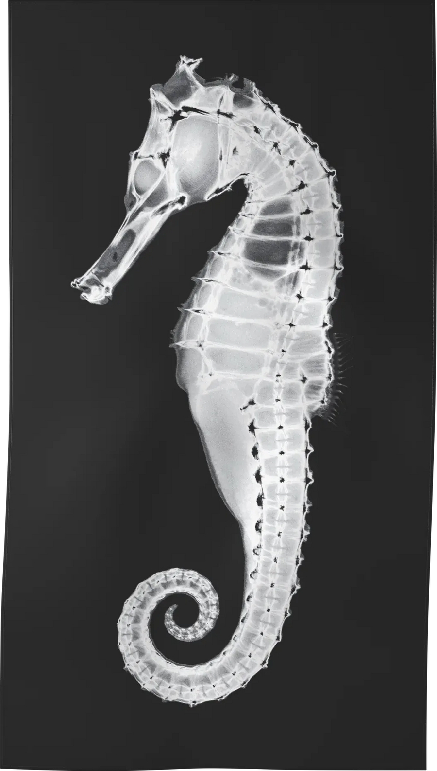 XRAY-05 — X-RAY beach towel, recto, L