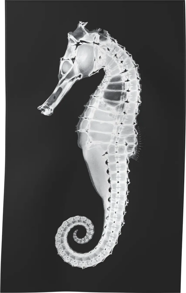 XRAY-05 — X-RAY beach towel, M