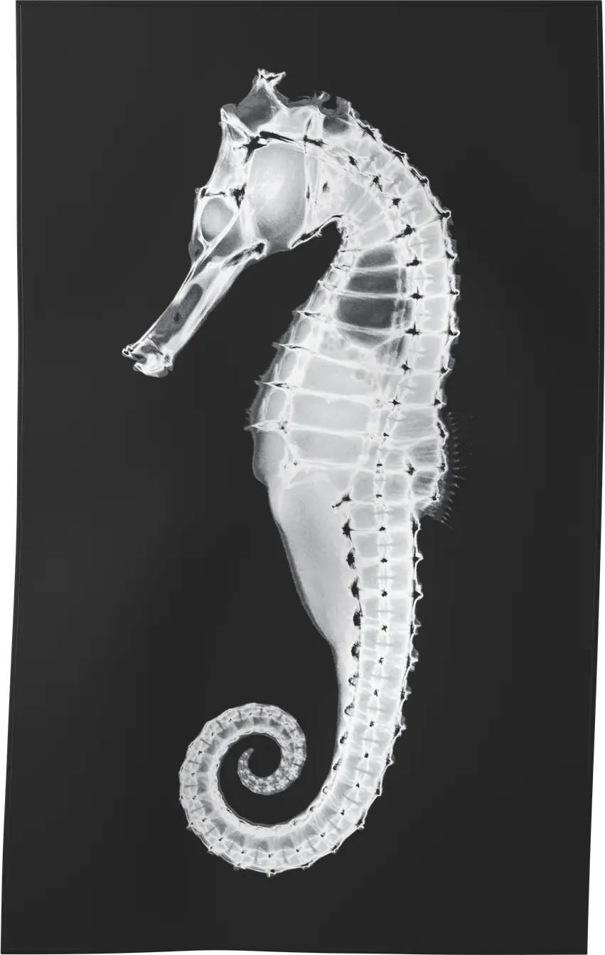 XRAY-05 — X-RAY beach towel, recto, M